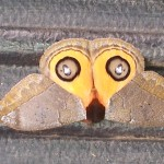 On Becoming a Butterfly