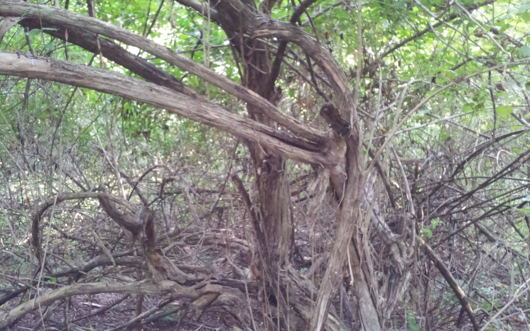 The Sense of Hope: A Steady Root in the Resilience Tree™