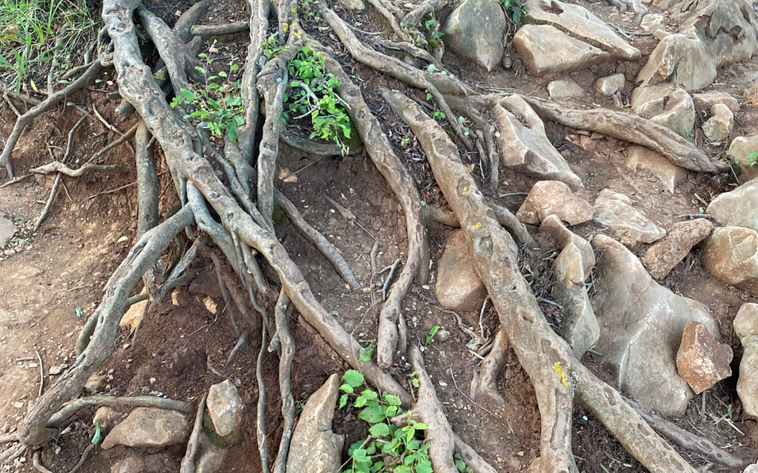 Why Resilience Matters More Than You Think